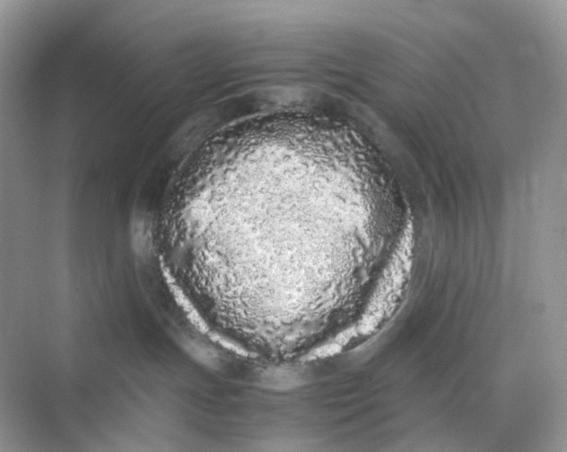 X0000075330191200609292018