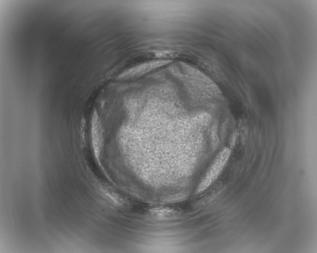 X0000075330650200609292010