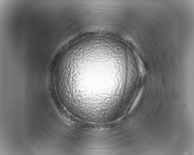 X0000075330688200609292009