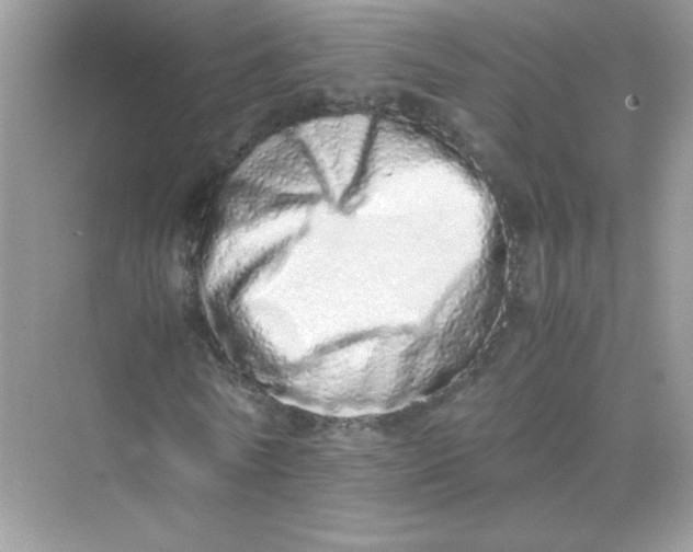 X0000075330770200609292007