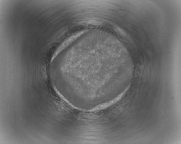 X0000075330774200609292007