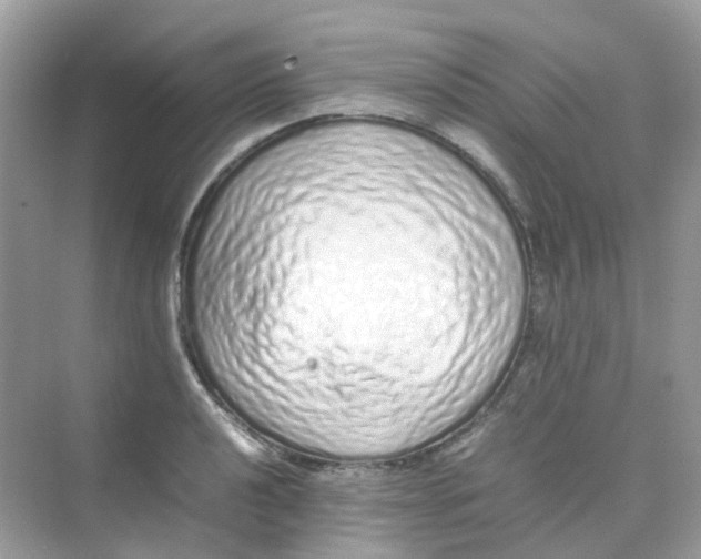 X0000075331040200609292003
