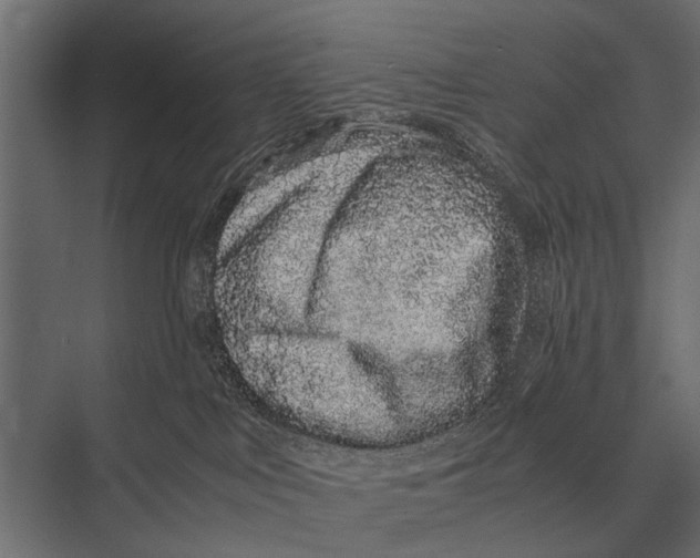 X0000075330043200610061639