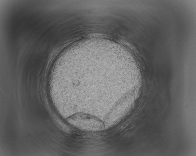 X0000075330049200610061639