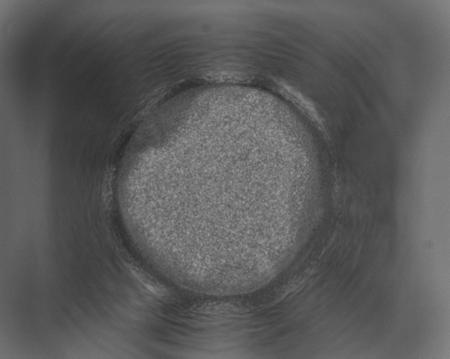 X0000075330065200610061639