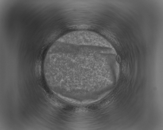 X0000075330206200610061637