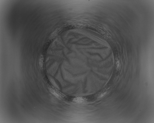 X0000075330231200610061636