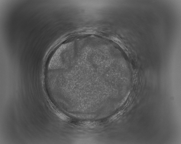 X0000075330293200610061635