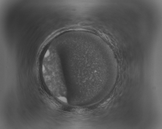 X0000075330295200610061635