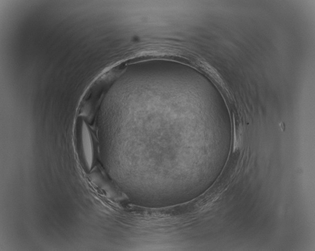 X0000075330387200610061634