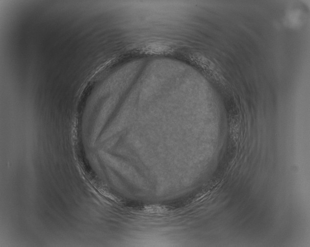 X0000075330591200610061630