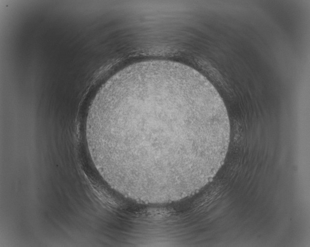 X0000075330636200610061629