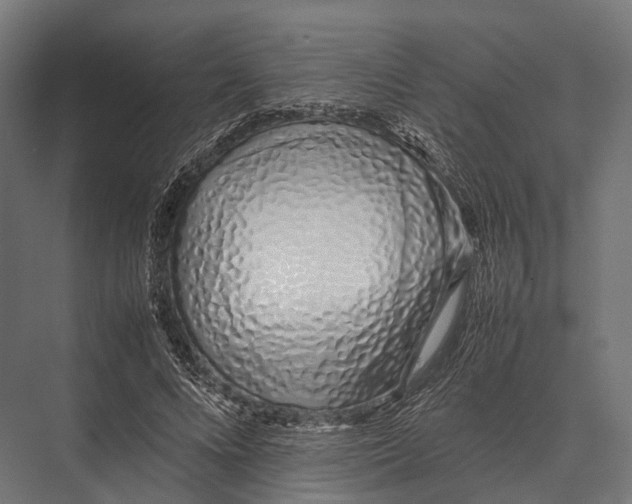 X0000075330688200610061629