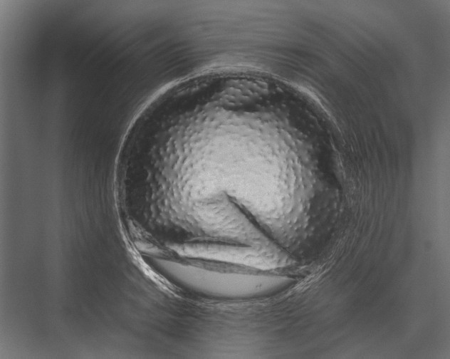 X0000075331038200610061623