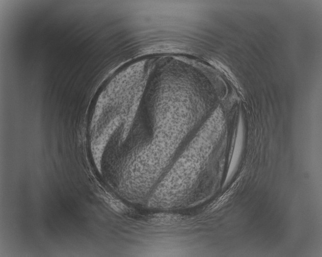 X0000075331081200610061622