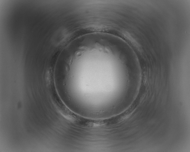 X0000075340165200609081133