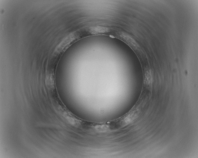 X0000075340426200609151516