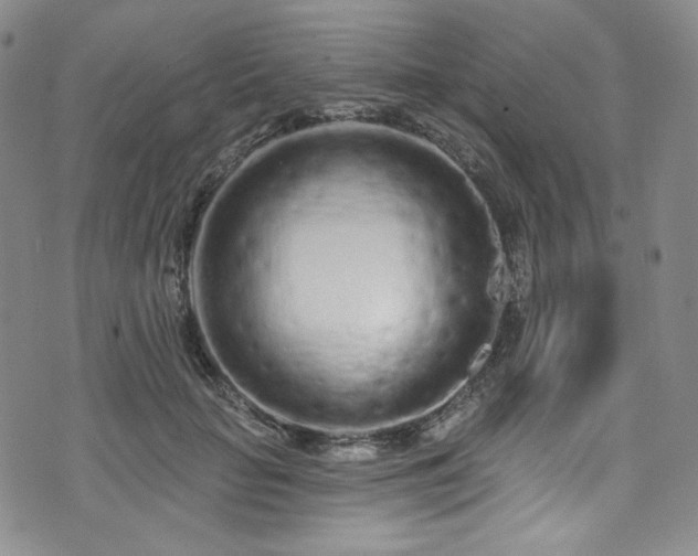 X0000075340653200609151512