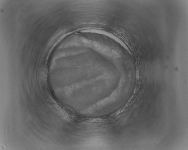 X0000075340243200609251019