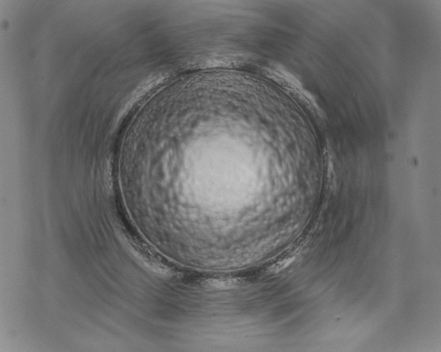 X0000075340250200609251019