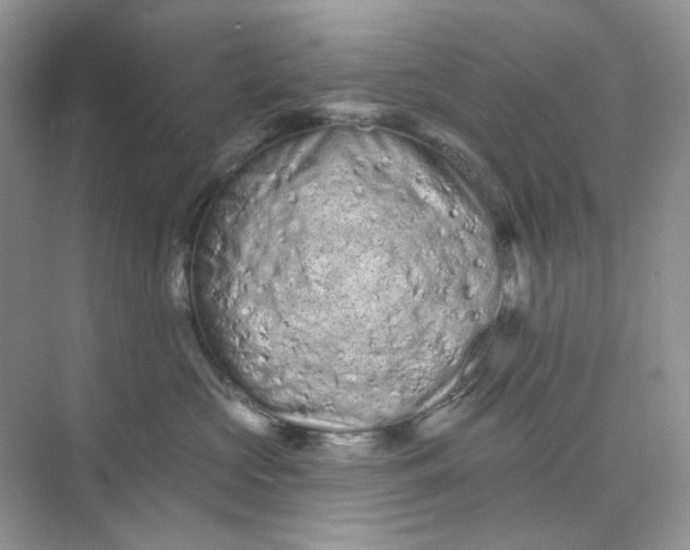 X0000075340573200609292038
