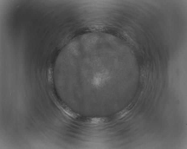 X0000075340130200610061705
