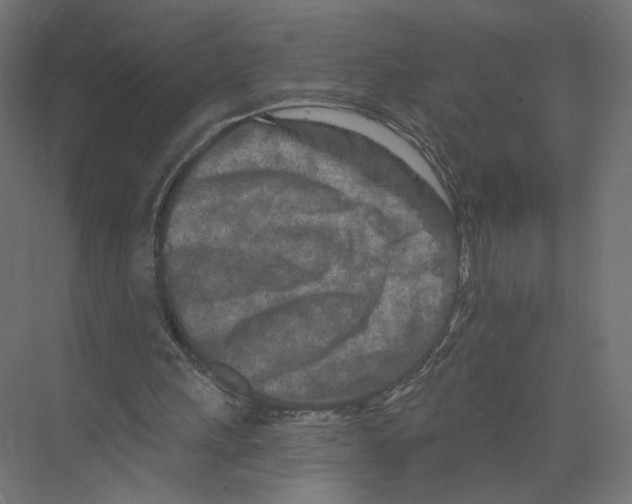 X0000075340243200610061702