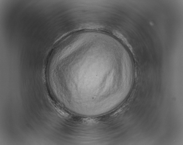 X0000075340249200610061702