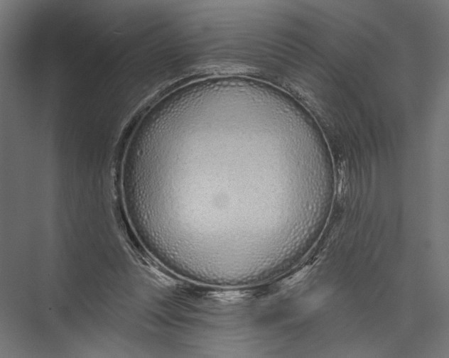 X0000075340351200610061700