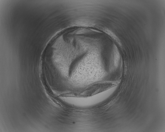 X0000075340580200610061657