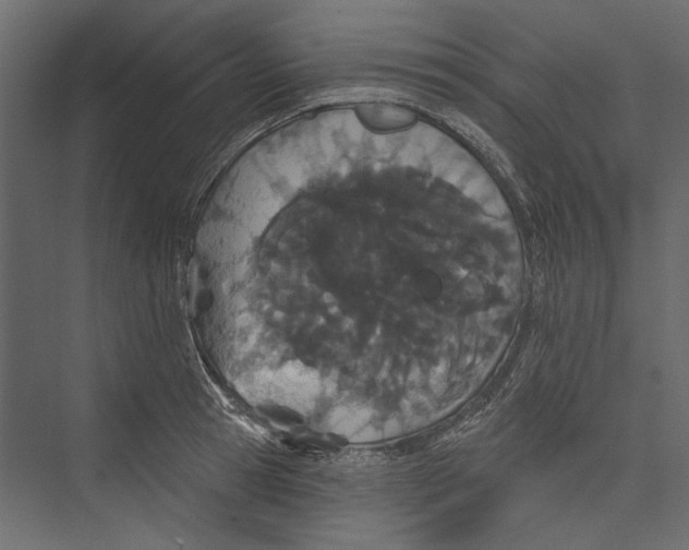 X0000075340945200610061651