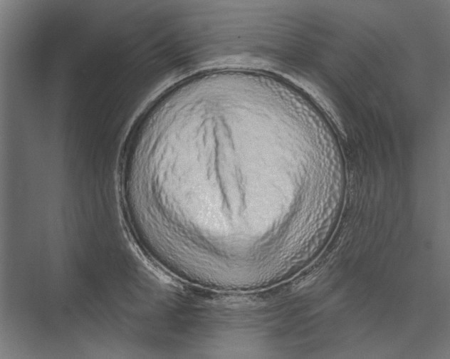 X0000075340998200610061650