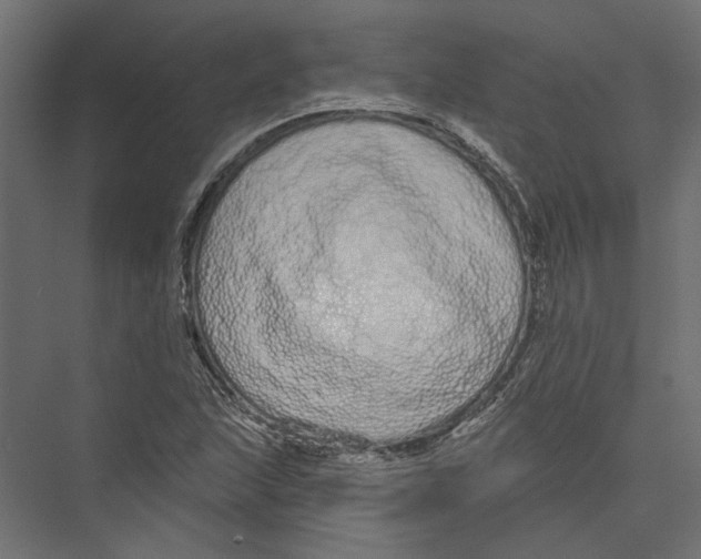 X0000075341215200610061646