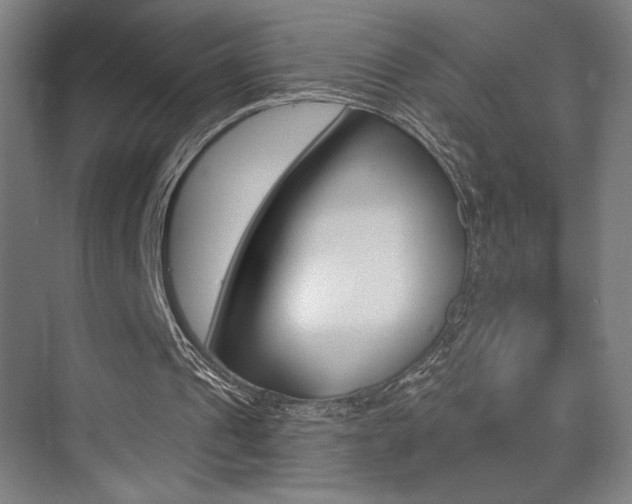 X0000075350241200609080820