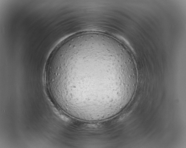 X0000075361125200609080831