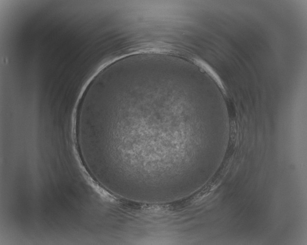 X0000075361099200609151630