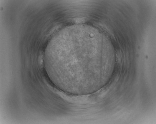 X0000075360032200609251113