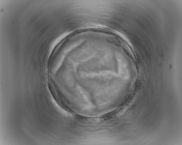 X0000075361003200609251057