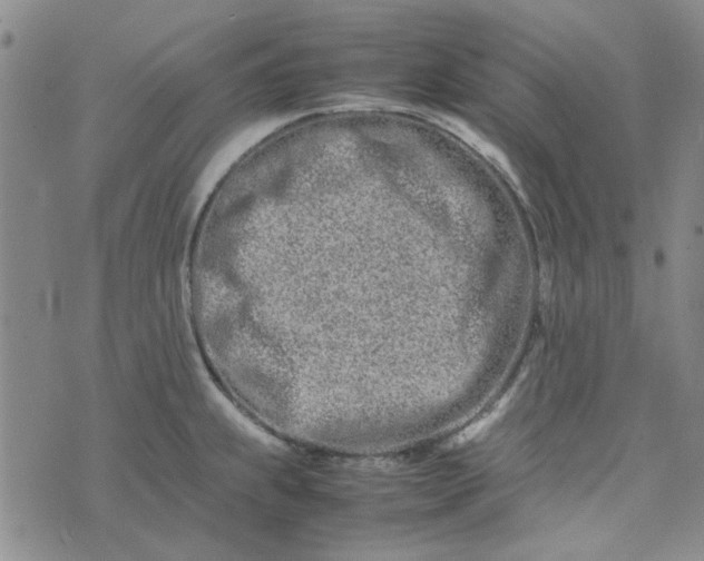 X0000075361239200609251054