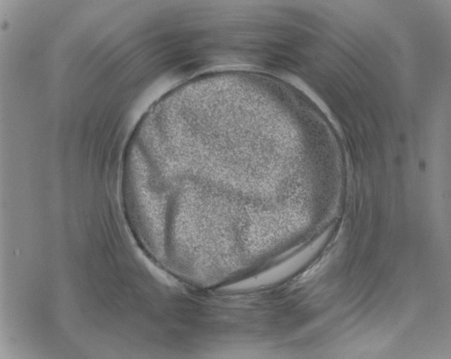 X0000075361245200609251054