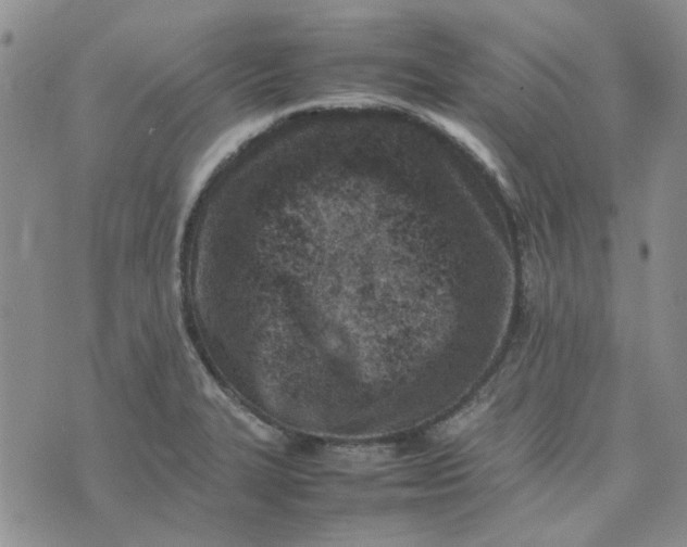 X0000075361327200609251052