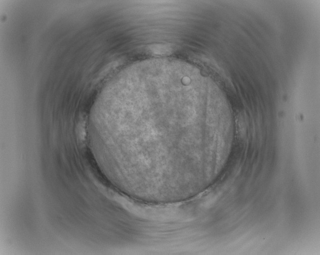 X0000075360032200609291512