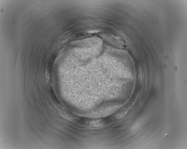 X0000075360173200609291510