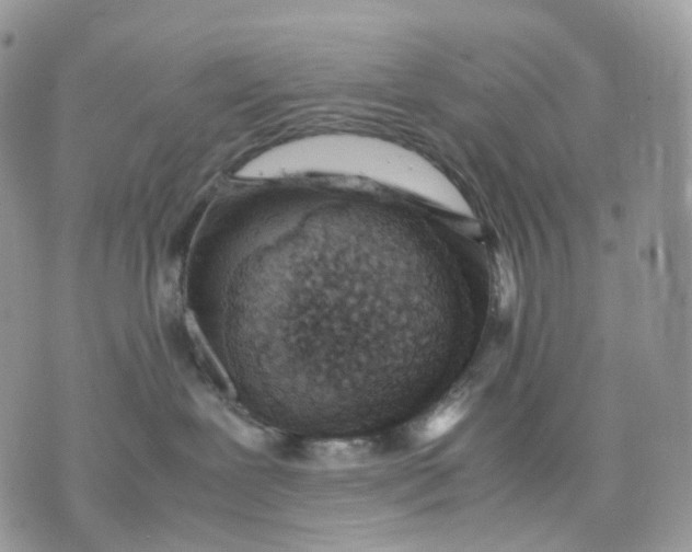 X0000075360239200609291508