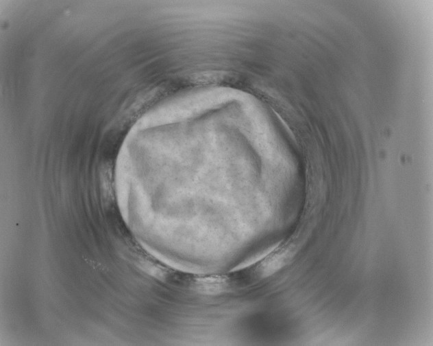 X0000075360240200609291508