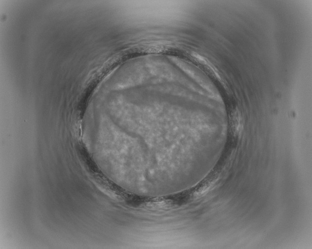 X0000075360307200609291507