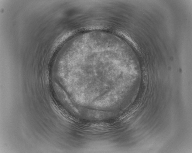 X0000075360631200609291502