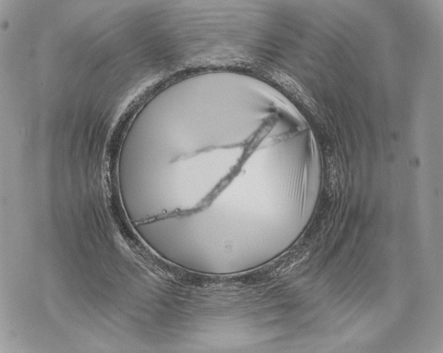 X0000075360680200609291501