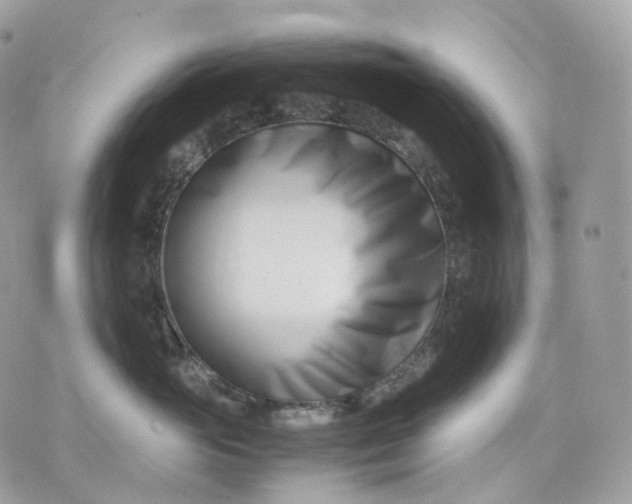 X0000075360765200609291501