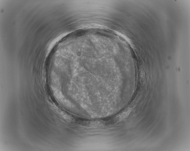 X0000075360979200609291456